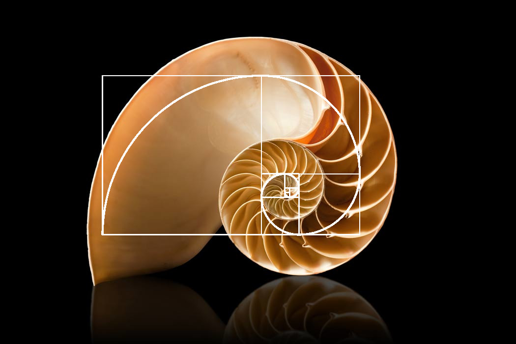 Casco de caramujo cortado ao meio, expondo a sua espiral de ouro.