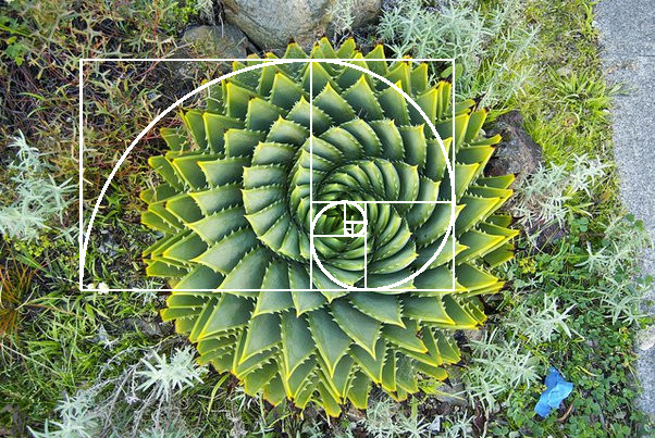 Spiral aloe, planta nascida naturalmente em espiral.